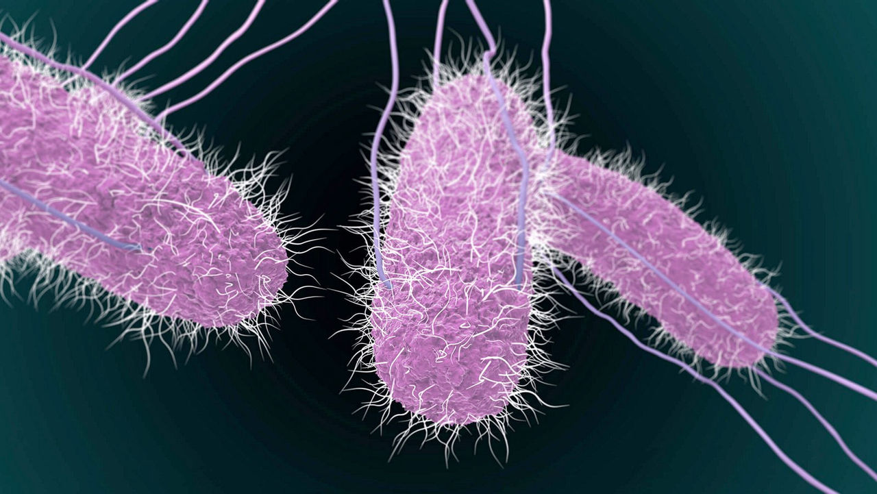 Salmonella Infection, Prevention, and Control | Pioneering Diagnostics