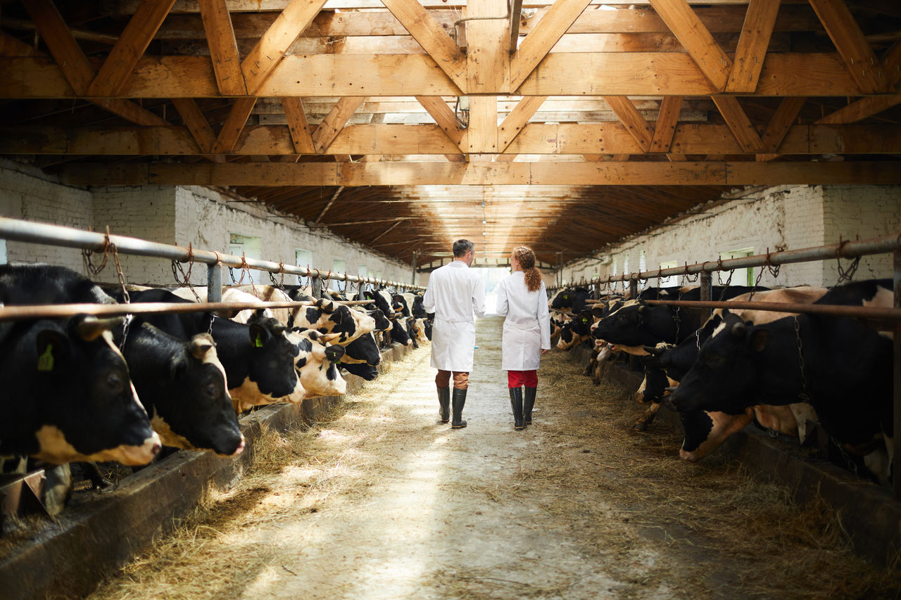 Comment bien utiliser les antibiotiques chez les animaux ?